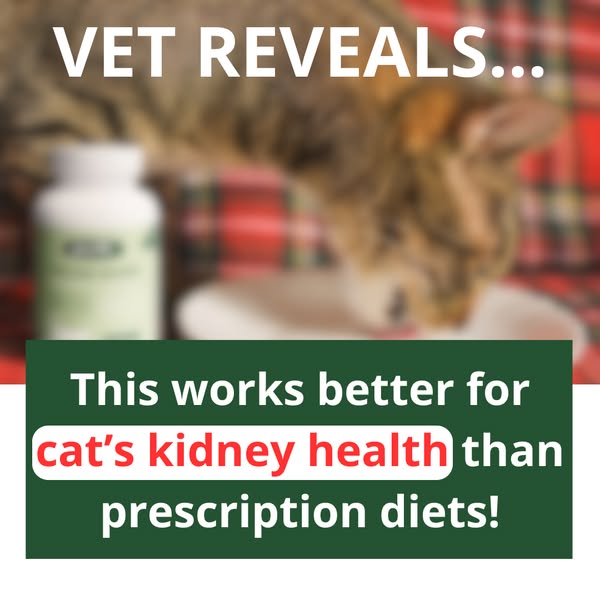 Bright kidney