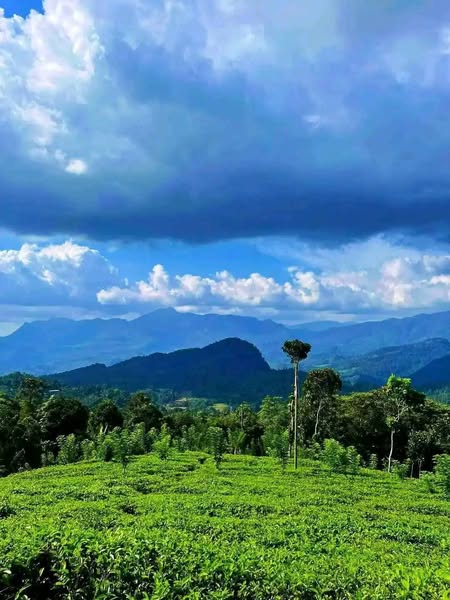 Natural land