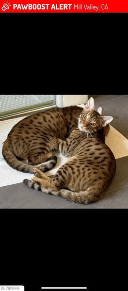 Popular paw