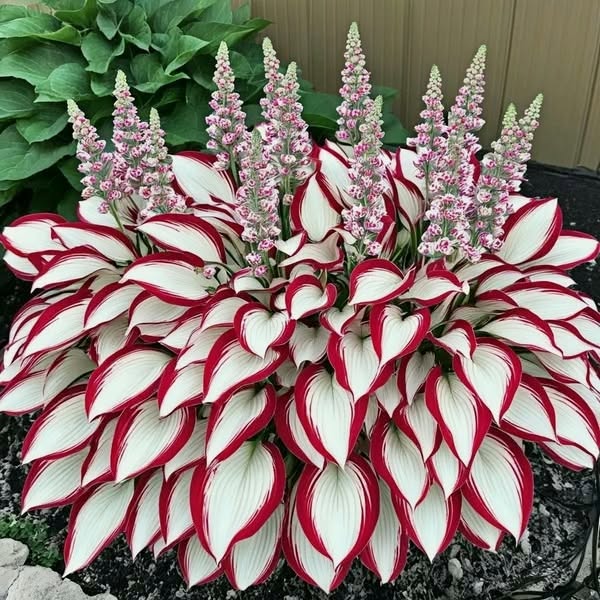 Stunning foliage
