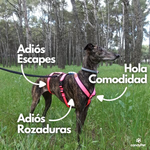 Ideal pet
