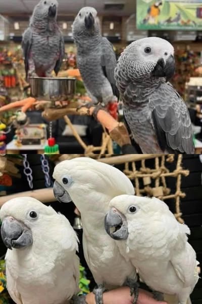 Warm species
