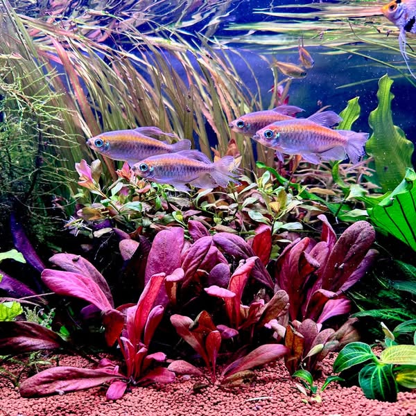 aquarium