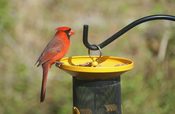 Stunning bird