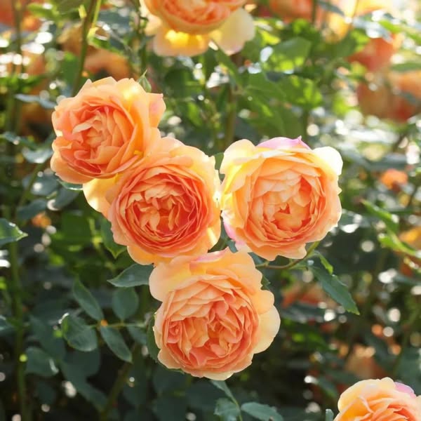 Spectacular these