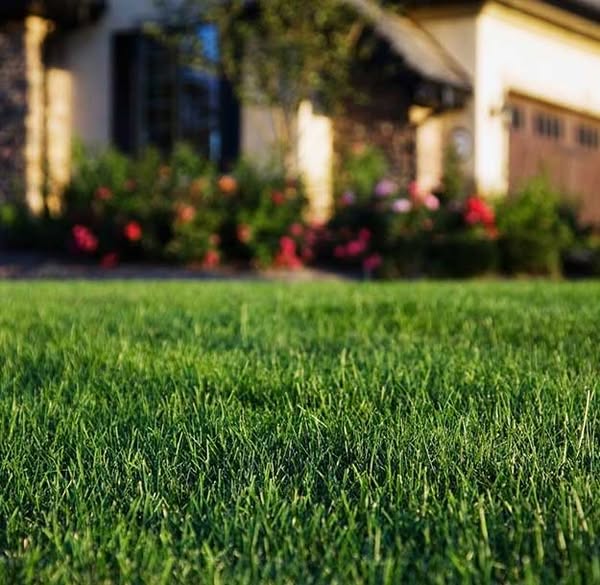 Quality green