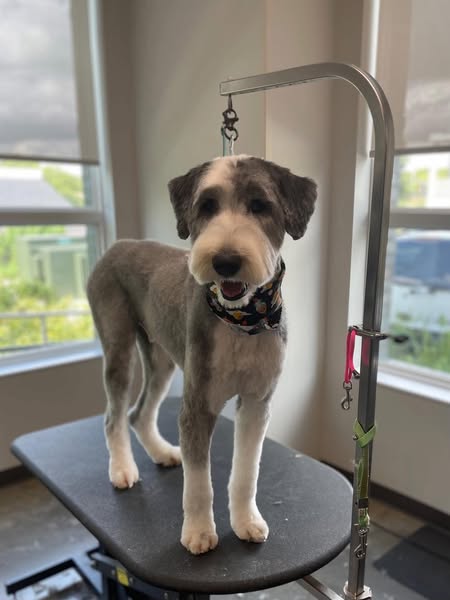 Shop for pet grooming