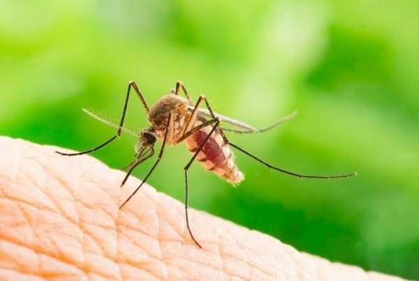 Eco-friendly mosquito