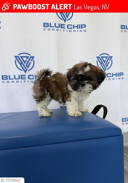 blue-chip