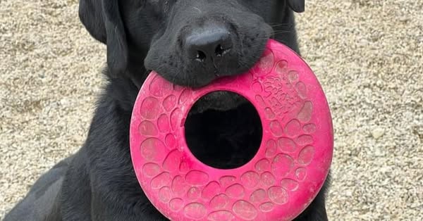Safe crate