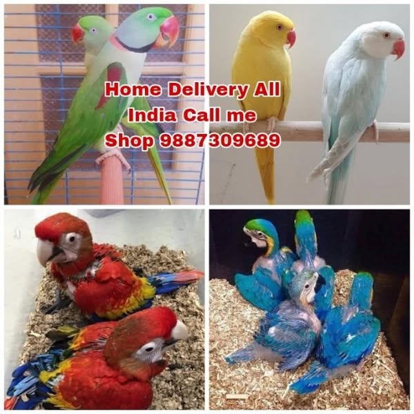 Shop Pets
