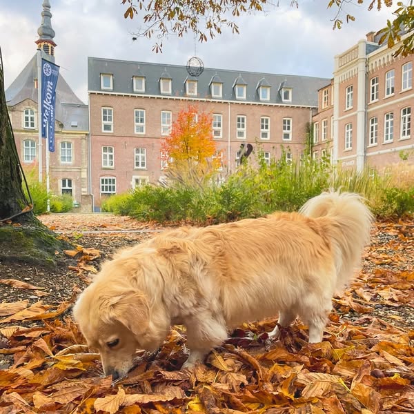 Autumn Leaves