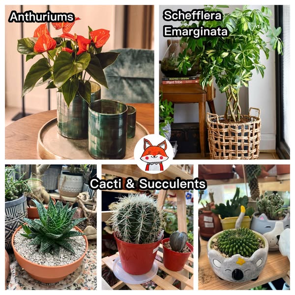 Shop for home decor accents
