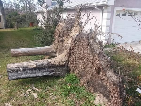 stump