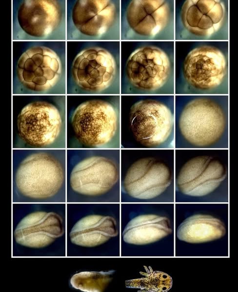 embryonic
