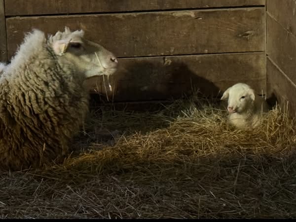 Comfortable farm