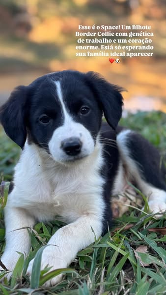 Ideal collie