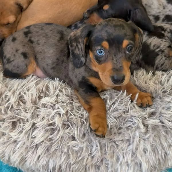 Healthy pup