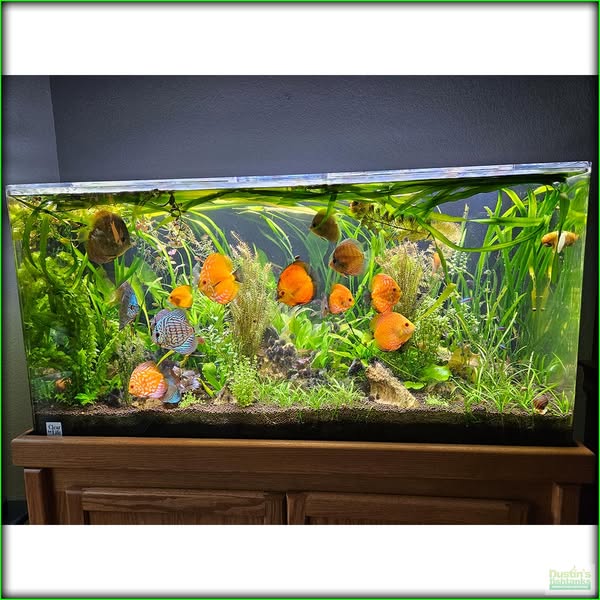 Compact fish