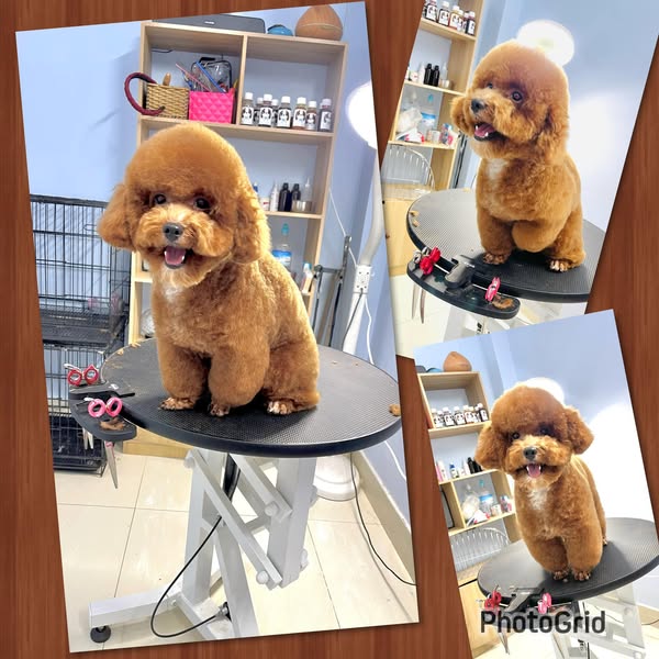 Shop for pet grooming