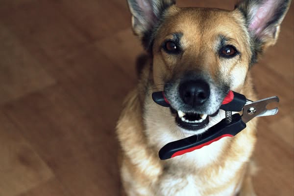 Shop for pet grooming