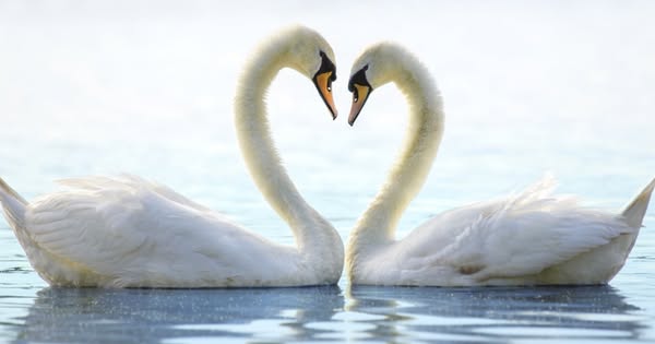 gentleness