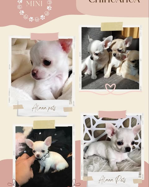 Canva