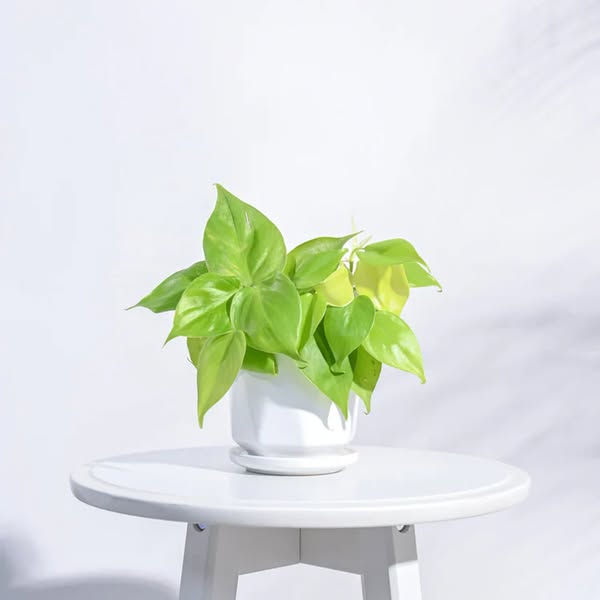 Shop for home decor