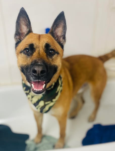 Shop for pet grooming