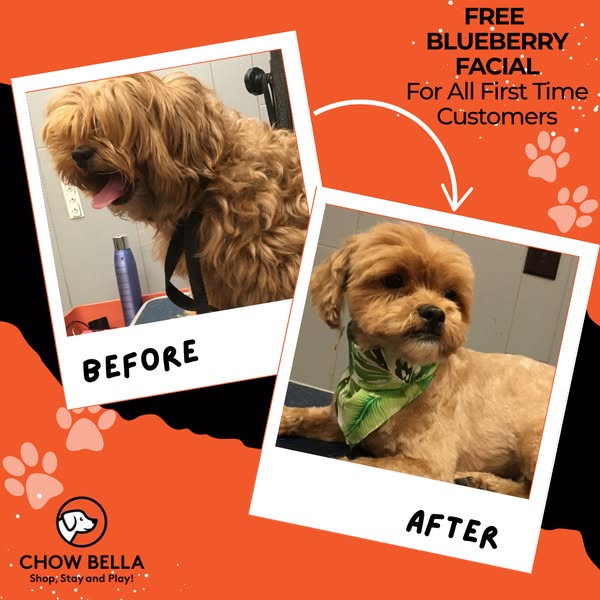 Shop for pet grooming products