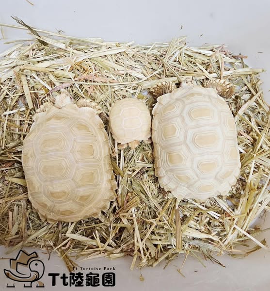 tortoise