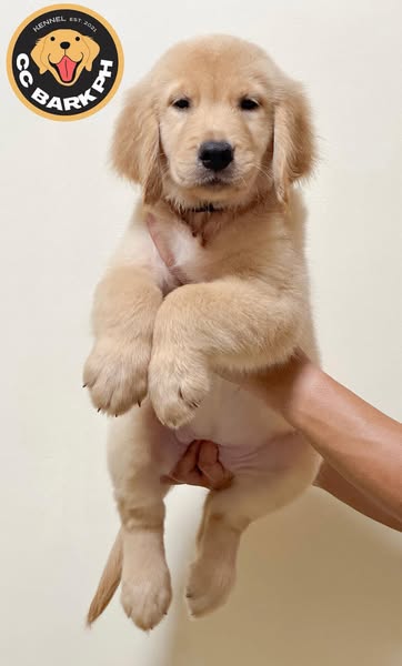 Gentle champion