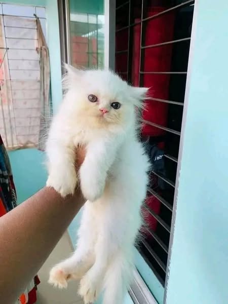 Shop for pets