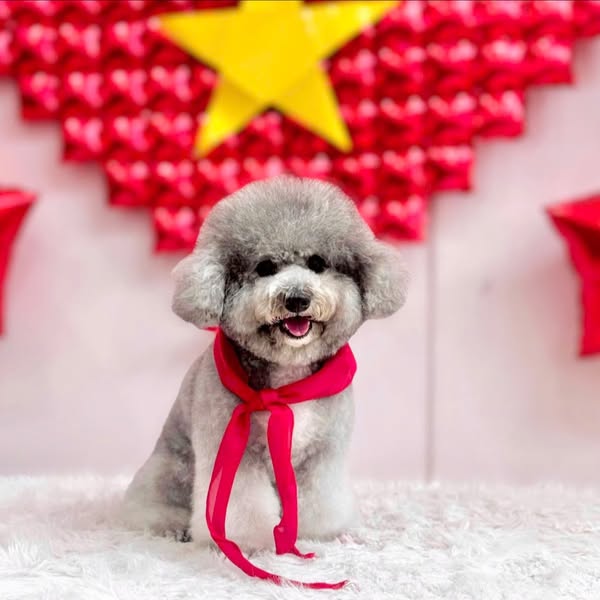 Shop for pet grooming