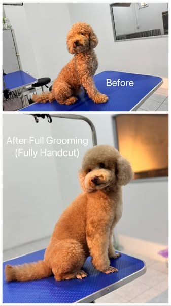 Shop for pet grooming