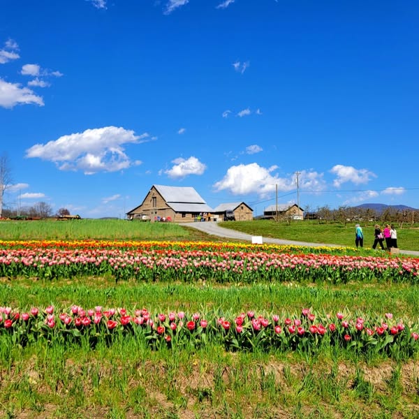 Charming farm