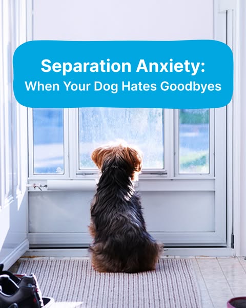 Engaging canine