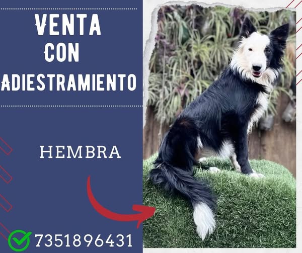 Ideal collie