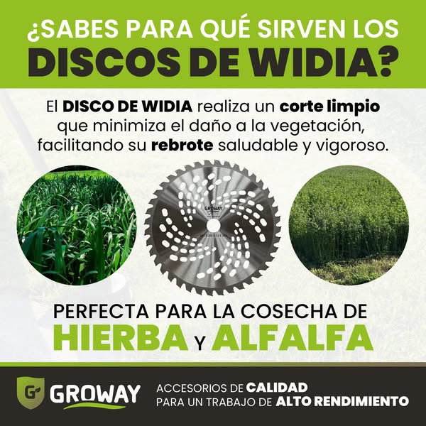 alfalfa