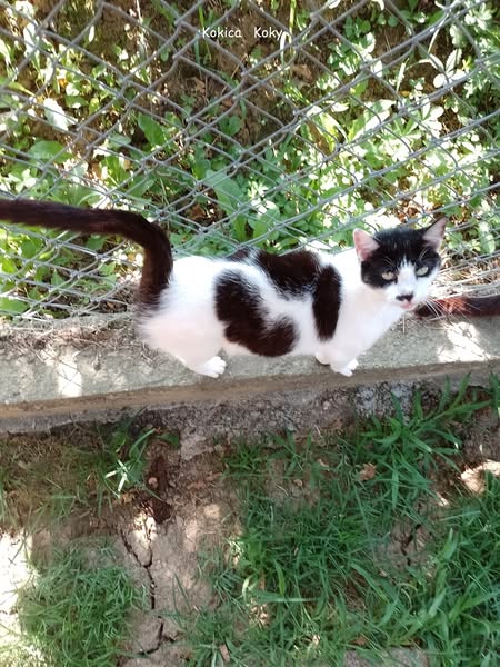 Powerful cat