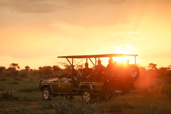 Safari Suite