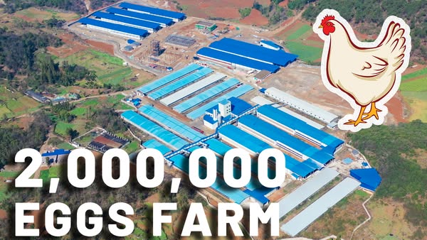 Cage-Free Eggs