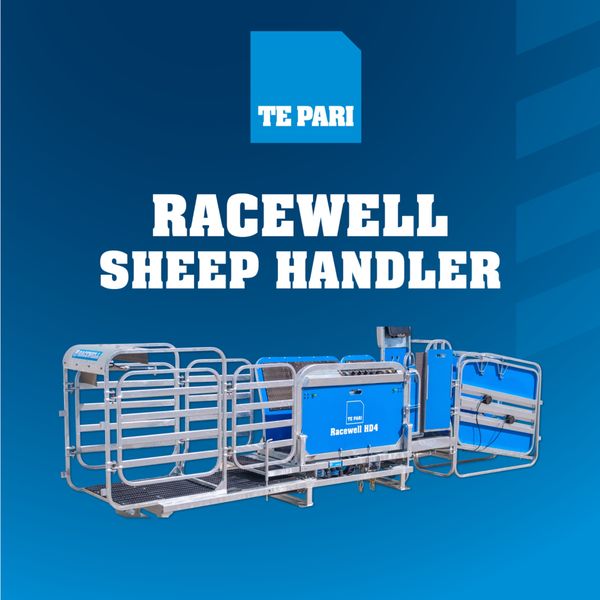 Little Sheep