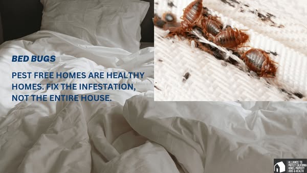 infestation