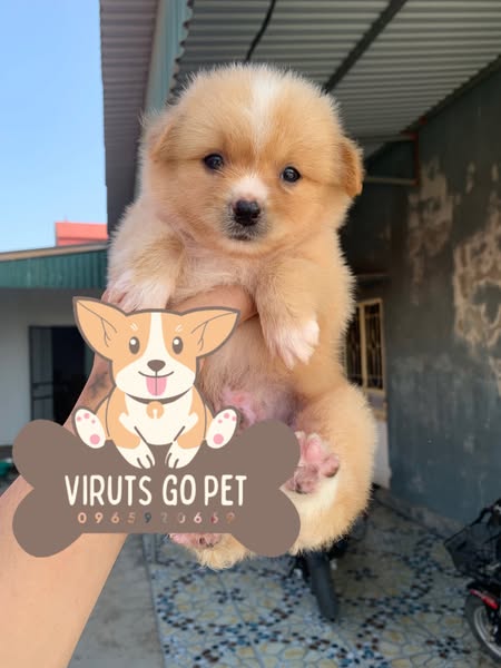 Shop Pets