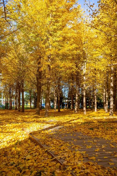 Autumn Leaves