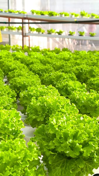 lettuce