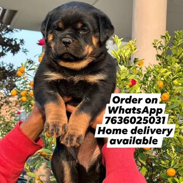 Shop for pets