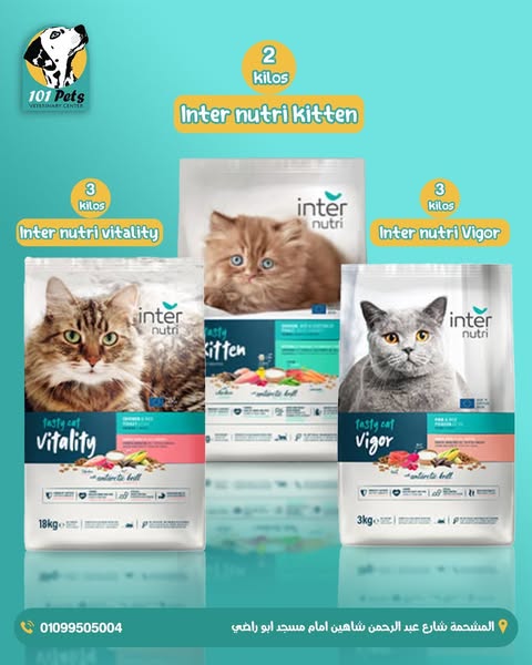 Premium kitten