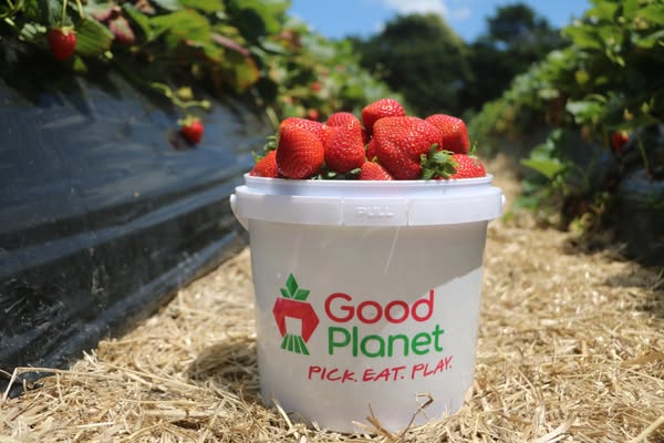 Strawberry Fields